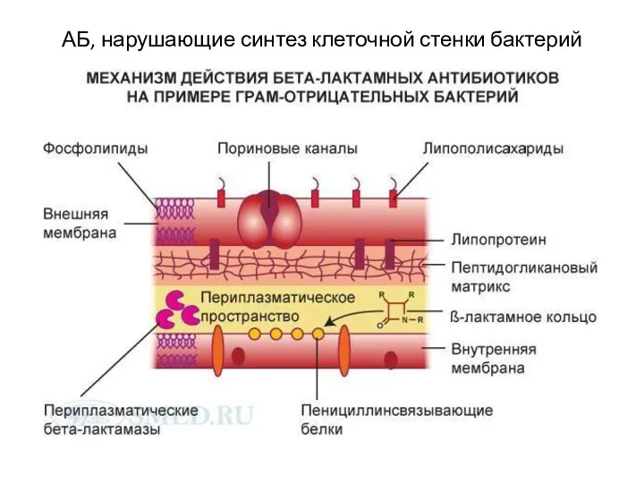 АБ, нарушающие синтез клеточной стенки бактерий