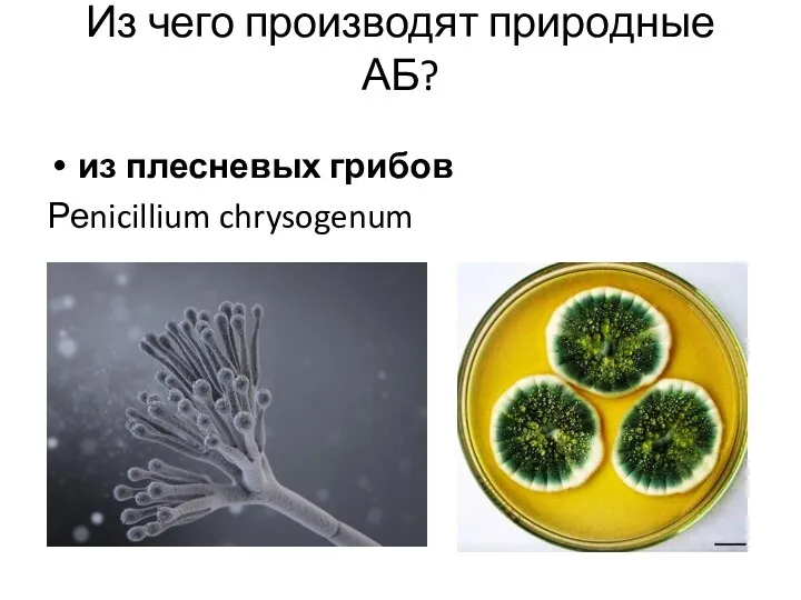 Из чего производят природные АБ? из плесневых грибов Реnicillium chrysogenum