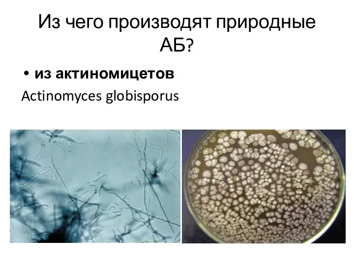 Из чего производят природные АБ? из актиномицетов Actinomyces globisporus