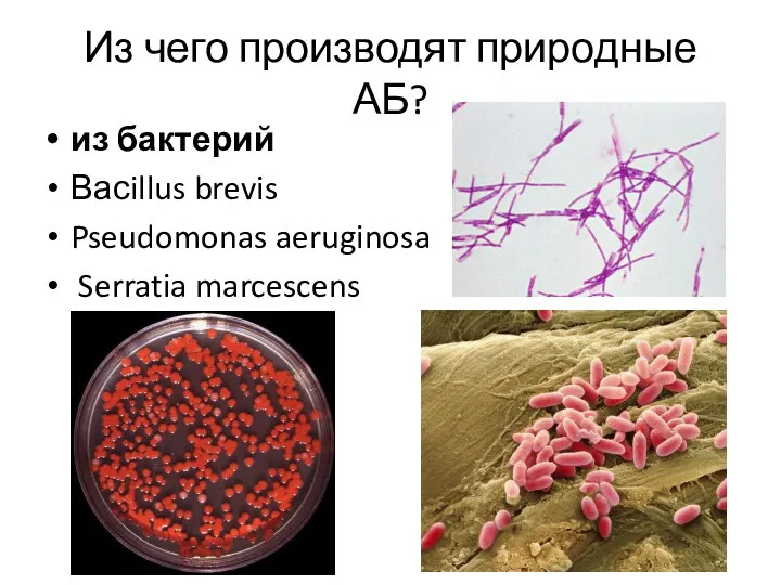 Из чего производят природные АБ? из бактерий Васillus brevis Pseudomonas aeruginosa Serratia marcescens