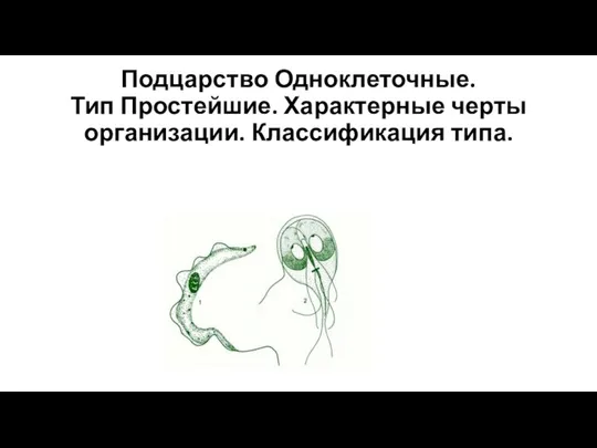 Подцарство Одноклеточные. Тип Простейшие. Характерные черты организации. Классификация типа.