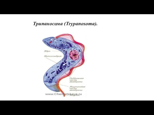 Трипаносома (Trypanosoma).