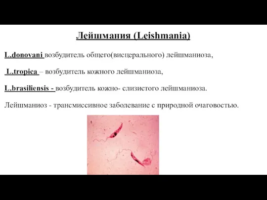 Лейшмания (Leishmania) L.donovani возбудитель общего(висцерального) лейшманиоза, L.tropica – возбудитель кожного лейшманиоза, L.brasiliensis -