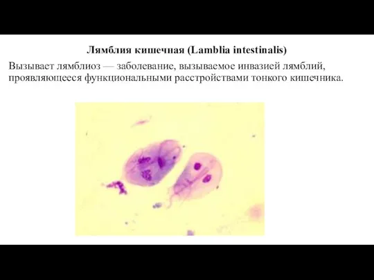 Лямблия кишечная (Lamblia intestinalis) Вызывает лямблиоз — заболевание, вызываемое инвазией лямблий, проявляющееся функциональными расстройствами тонкого кишечника.