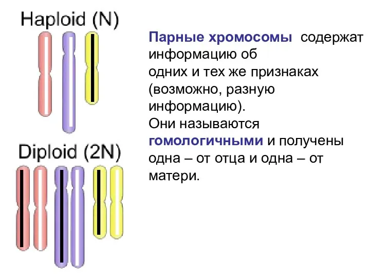 Парные хромосомы содержат информацию об одних и тех же признаках (возможно, разную информацию).