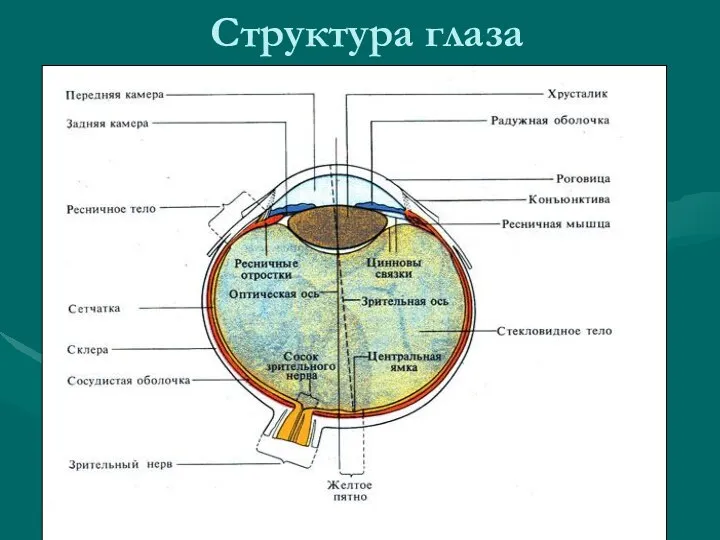 Структура глаза