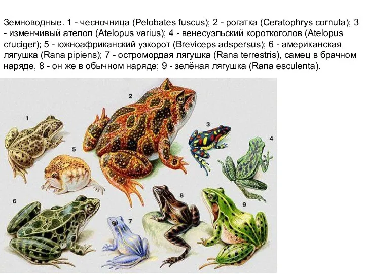 Земноводные. 1 - чесночница (Pelobates fuscus); 2 - рогатка (Ceratophrys