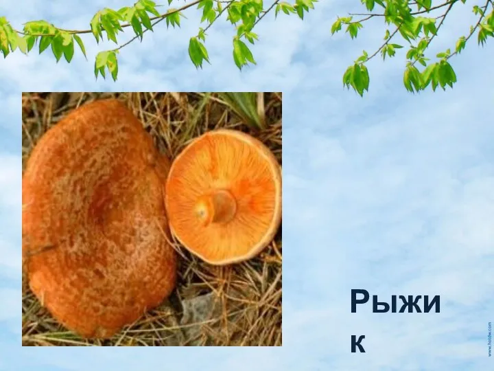 Рыжик