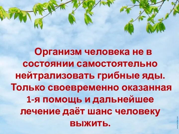 Организм человека не в состоянии самостоятельно нейтрализовать грибные яды. Только