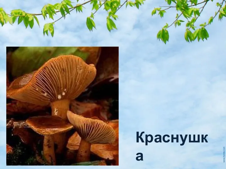 Краснушка