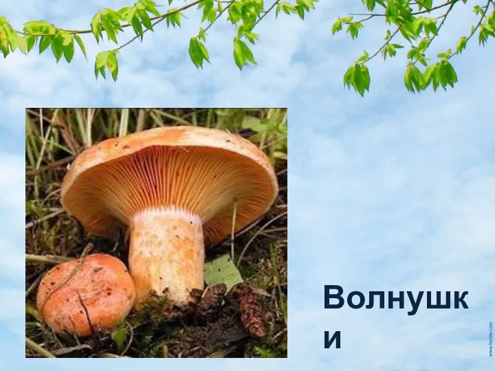 Волнушки