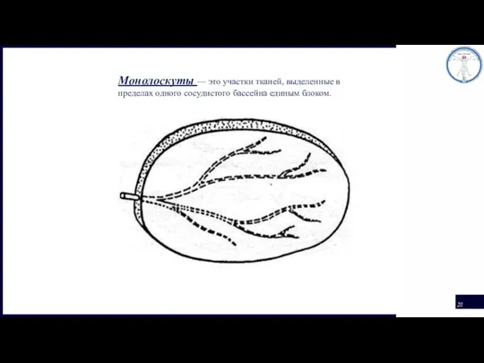 Монолоскуты — это участки тканей, выделенные в пределах одного сосудистого бассейна единым блоком.