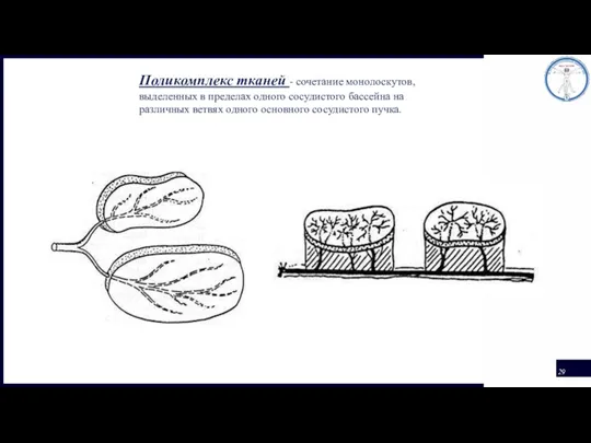 Поликомплекс тканей - сочетание монолоскутов, выделенных в пределах одного сосудистого