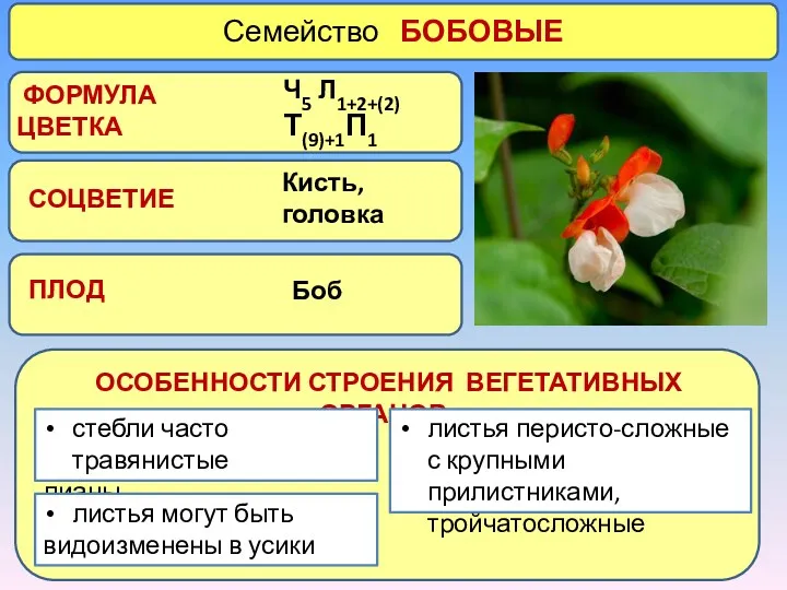 Семейство БОБОВЫЕ СОЦВЕТИЕ ПЛОД ОСОБЕННОСТИ СТРОЕНИЯ ВЕГЕТАТИВНЫХ ОРГАНОВ стебли часто