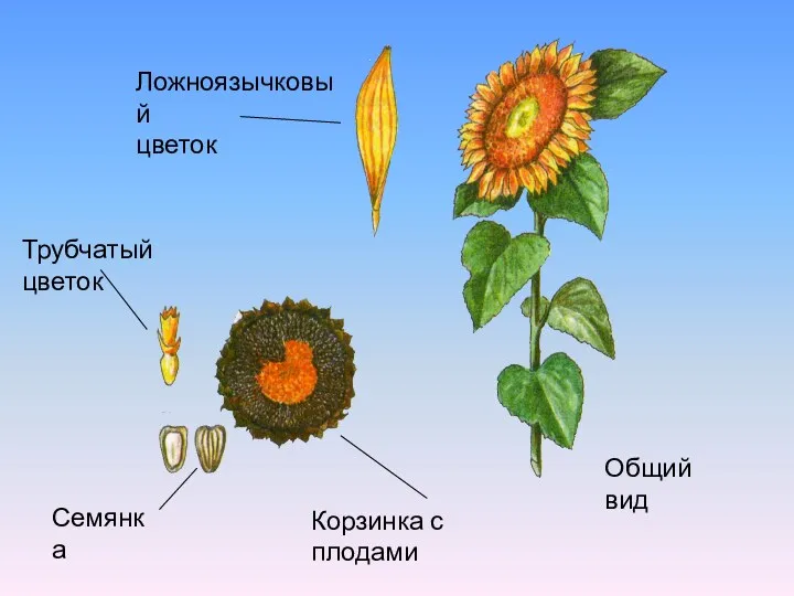 Общий вид Ложноязычковый цветок Семянка Трубчатый цветок Корзинка с плодами