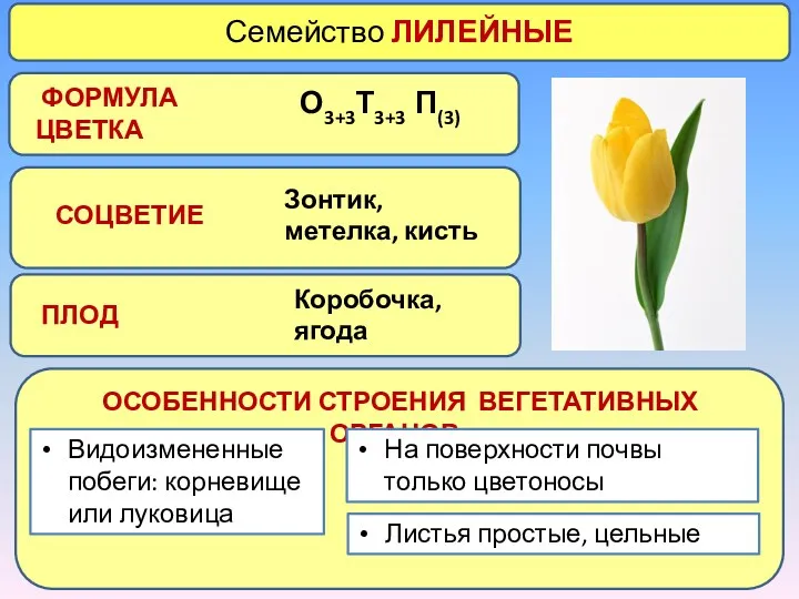 Семейство ЛИЛЕЙНЫЕ СОЦВЕТИЕ ПЛОД ОСОБЕННОСТИ СТРОЕНИЯ ВЕГЕТАТИВНЫХ ОРГАНОВ ФОРМУЛА ЦВЕТКА