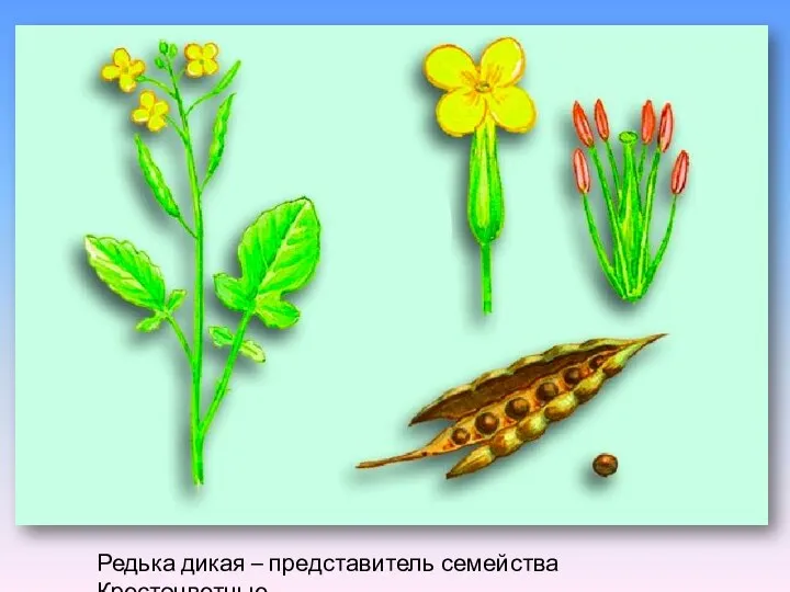 Редька дикая – представитель семейства Крестоцветные