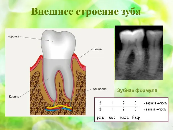 Внешнее строение зуба Зубная формула