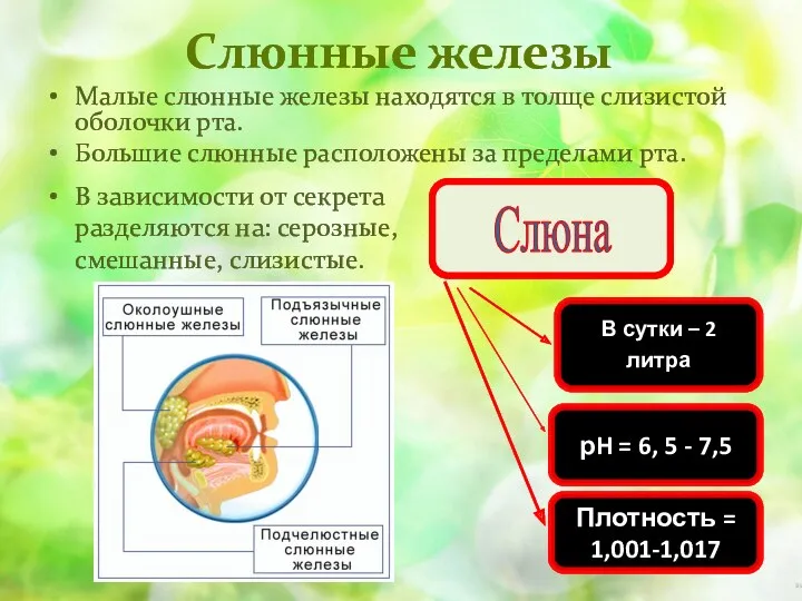 Слюнные железы Малые слюнные железы находятся в толще слизистой оболочки