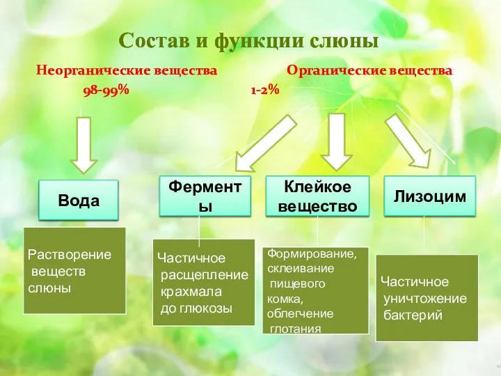 Состав и функции слюны Неорганические вещества Органические вещества 98-99% 1-2%