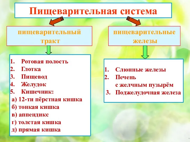 Пищеварительная система пищеварительный тракт пищеварительные железы Ротовая полость Глотка Пищевод