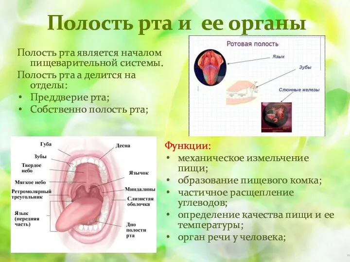 Полость рта и ее органы Функции: механическое измельчение пищи; образование