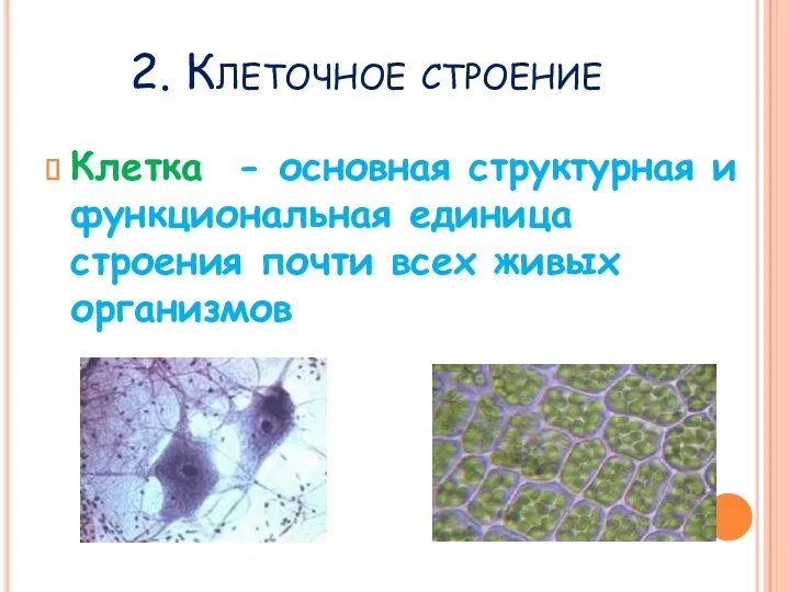 2. Клеточное строение Клетка - основная структурная и функциональная единица строения почти всех живых организмов