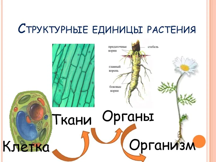 Структурные единицы растения Клетка Ткани Органы Организм