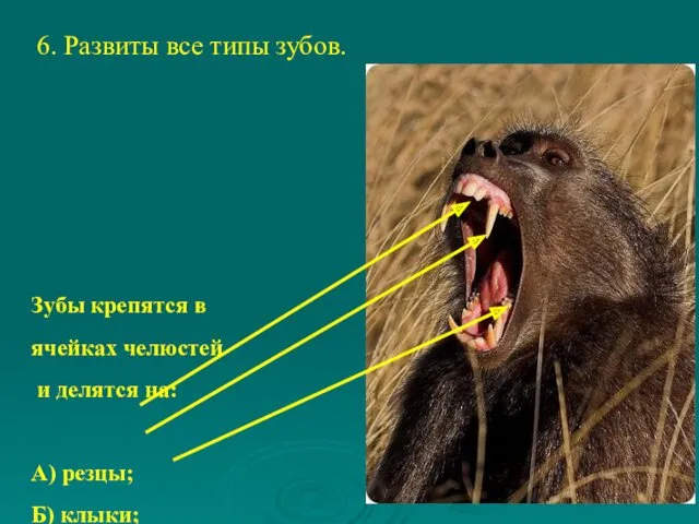 6. Развиты все типы зубов. Зубы крепятся в ячейках челюстей и делятся на: