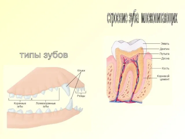 типы зубов строение зуба млекопитающих