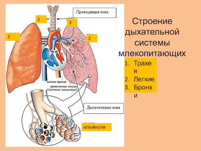 1 2 2 3 альвеола Строение дыхательной системы млекопитающих Трахея Легкие Бронхи