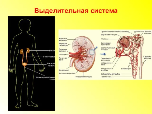 Выделительная система