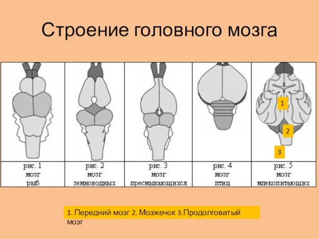 Строение головного мозга 1 1. Передний мозг 2. Мозжечок 3.Продолговатый мозг 2 3