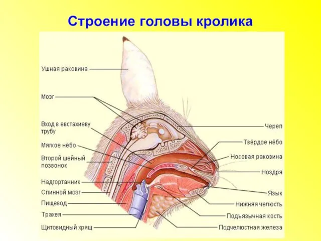 Строение головы кролика