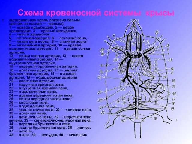 Схема кровеносной системы крысы (артериальная кровь показана белым цветом, венозная — черным): 1