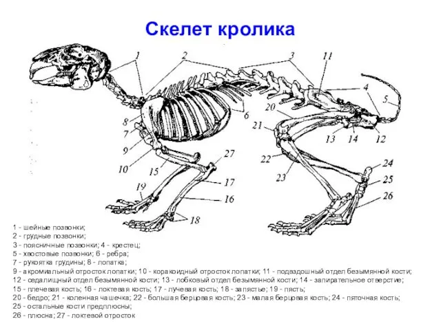 Скелет кролика 1 - шейные позвонки; 2 - грудные позвонки; 3 - поясничные