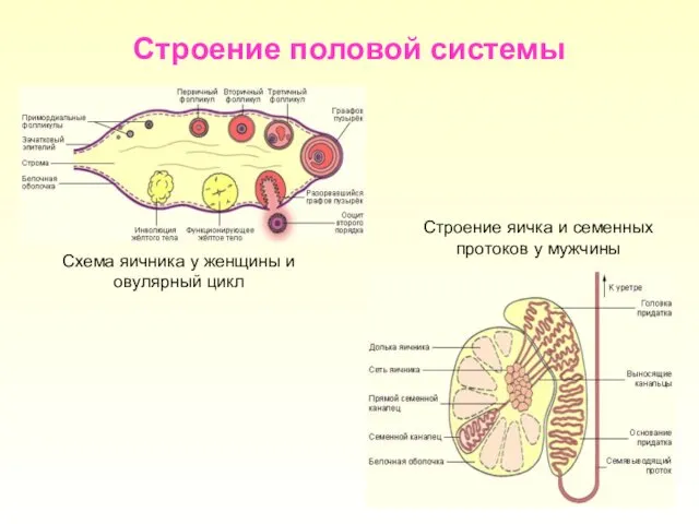 Строение половой системы Строение яичка и семенных протоков у мужчины Схема яичника у