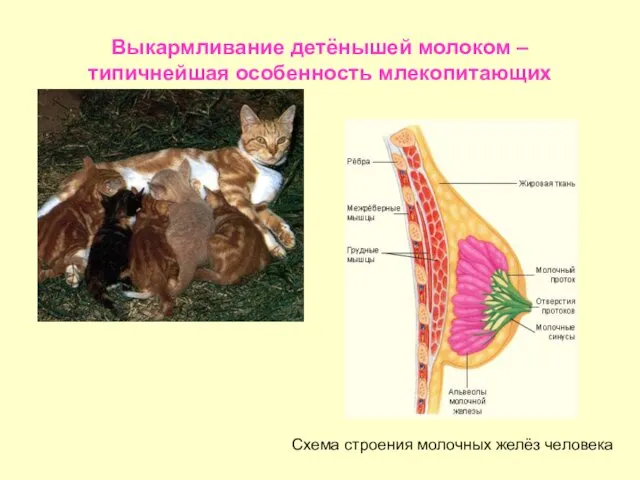 Выкармливание детёнышей молоком – типичнейшая особенность млекопитающих Схема строения молочных желёз человека