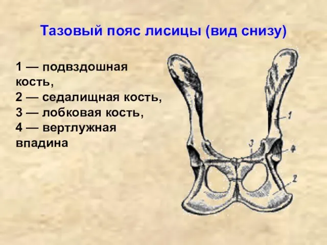 Тазовый пояс лисицы (вид снизу) 1 — подвздошная кость, 2 — седалищная кость,