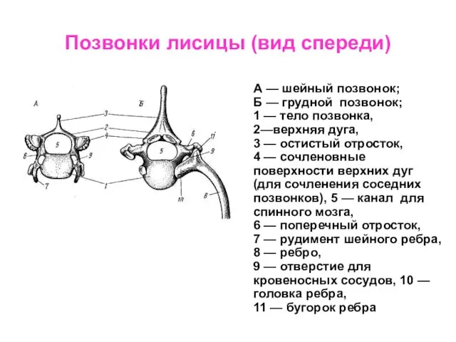Позвонки лисицы (вид спереди) А — шейный позвонок; Б — грудной позвонок; 1