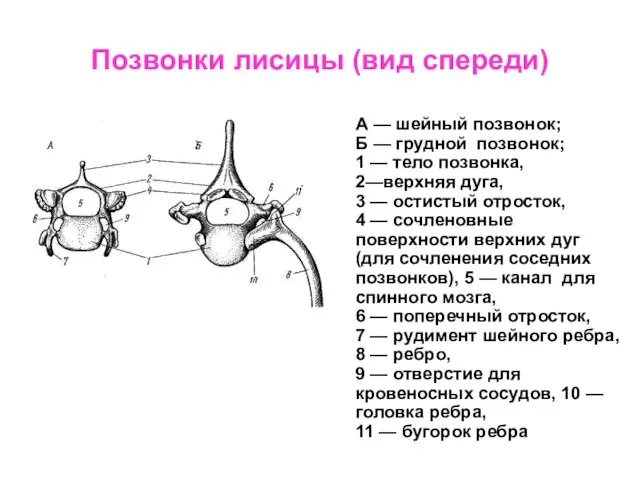 Позвонки лисицы (вид спереди) А — шейный позвонок; Б —