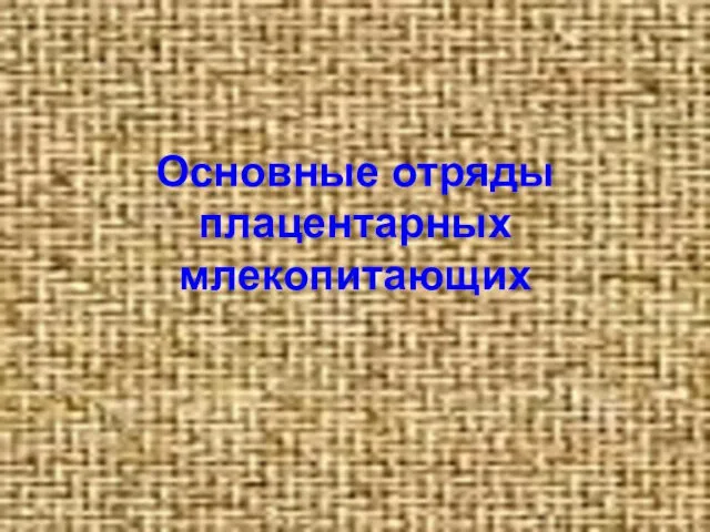 Основные отряды плацентарных млекопитающих