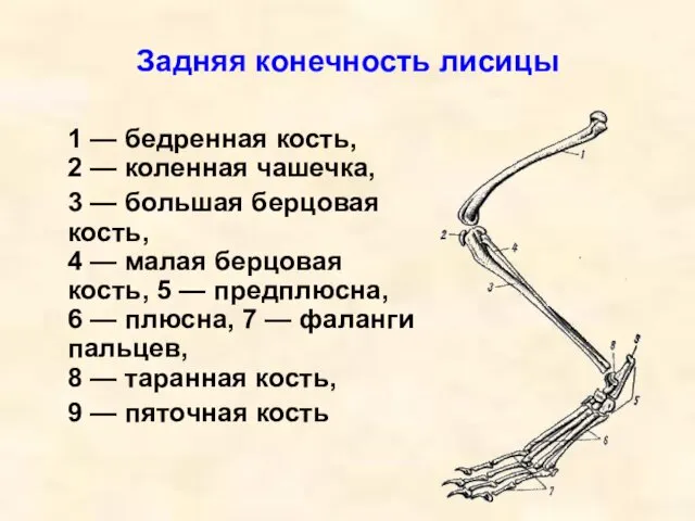 Задняя конечность лисицы 1 — бедренная кость, 2 — коленная