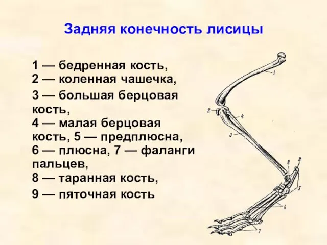 Задняя конечность лисицы 1 — бедренная кость, 2 — коленная чашечка, 3 —