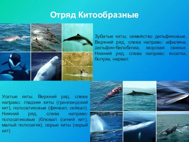 Отряд Китообразные Зубатые киты, семейство дельфиновые. Верхний ряд, слева направо: афалина, дельфин-белобочка, морская