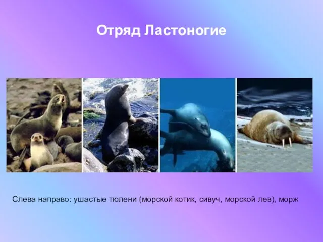Отряд Ластоногие Слева направо: ушастые тюлени (морской котик, сивуч, морской лев), морж