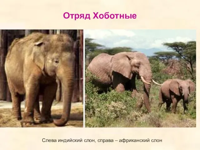 Отряд Хоботные Слева индийский слон, справа – африканский слон