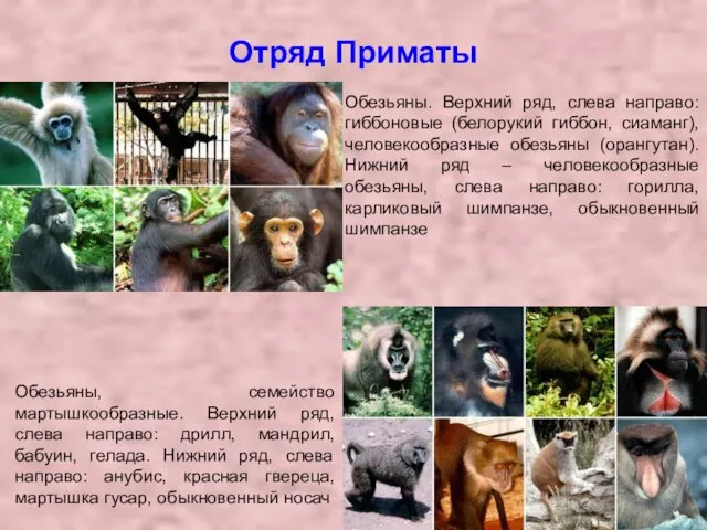 Отряд Приматы Обезьяны, семейство мартышкообразные. Верхний ряд, слева направо: дрилл, мандрил, бабуин, гелада.