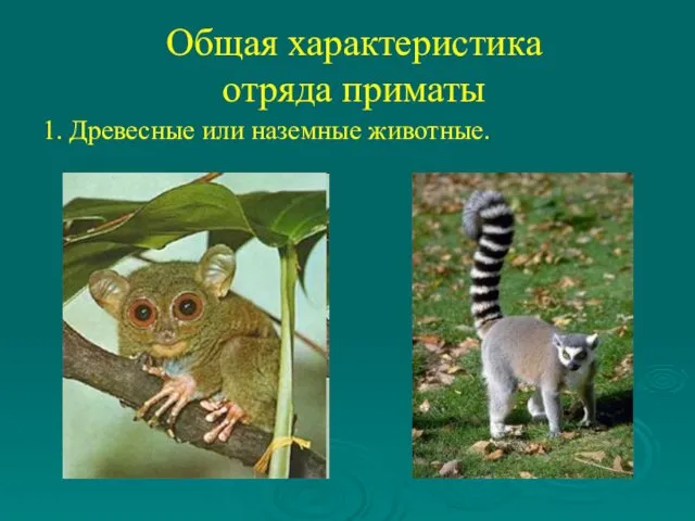 Общая характеристика отряда приматы 1. Древесные или наземные животные.
