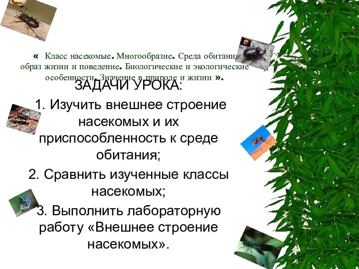 « Класс насекомые. Многообразие. Среда обитания, образ жизни и поведение. Биологические и экологические